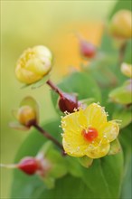 Sweet-amber (Hypericum androsaemum), flowers, ornamental plant, North Rhine-Westphalia, Germany,