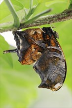 Butterfly 'Tiger Leafwing' (Consul fabius), captive, occurring in Central and South America