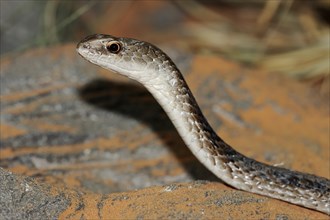 Olive-coloured sand snake or Mozambique sand snake (Psammophis mossambicus), captive, occurring in