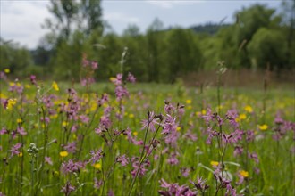 Flower meadow on the banks of the Roetenbach near Wielandsweiler, Rottal, Rot, ragged robin