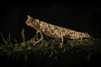 A brown chameleon, perfectly camouflaged, sits on a mossy branch, Madagascar, Africa