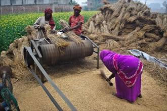 Farmers using a rice mill machine to collect grains of rice, Bihar, India, Asia