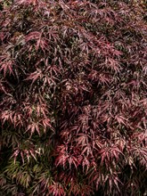 Red ornamental maple (Acer palmatum Atropurpureum) Red fan maple Downy Japanese Maple, Germany,