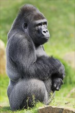 Western lowland gorilla (Gorilla gorilla gorilla), male, silverback, captive, occurring in Africa
