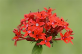 Egyptian starcluster (Pentas lanceolata), flower, native to Africa, ornamental plant, North