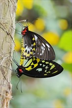 Bird moth (Ornithoptera priamus), male and female copulating, captive, occurrence in Australia