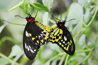 Bird moth (Ornithoptera priamus), male and female copulating, captive, occurrence in Australia