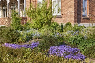 Front garden with blue blooming flowers in Schafstedt, Dithmarschen district, Schleswig-Holstein,