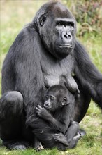 Western lowland gorilla (Gorilla gorilla gorilla), female with young, captive, occurring in Africa