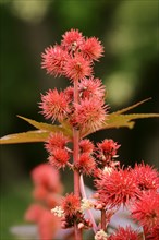 Castor oil plant (Ricinus communis), fruit stand, North Rhine-Westphalia, Germany, Europe