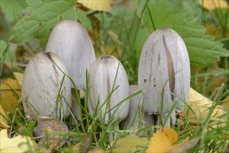 Wrinkled tintling or grey wrinkled tintling (Coprinus atramentarius), North Rhine-Westphalia,