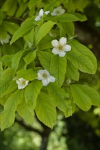 Flowering medlar (Mespilus germanica), rose plant, Schoental, Jagsttal, Jagst, Hohenlohe,