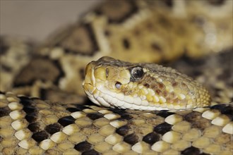 Mexican west coast rattlesnake (Crotalus basiliscus), captive, occurrence in Mexico