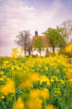 A small chapel surrounded by blooming yellow flowers in a wide field under a cloudy sky, spring,