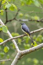 Grey wagtail (Motacilla cinerea), Rhineland-Palatinate, Germany, Europe