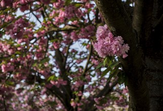 Germany, Berlin, 13.04.2024, Cherry blossom Norwegerstrasse / Norwegerweg, flower clusters, Europe