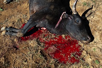 Zebu with throat cut, slaughtered to celebrate the famadihana funerary tradition, Betsileo