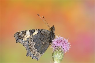 Small tortoiseshell (Nymphalis urticae, Aglais urticae), North Rhine-Westphalia, Germany, Europe