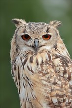 Bengal Eagle Owl (Bubo bengalensis, Bubo bubo bengalensis), captive, occurrence in Asia