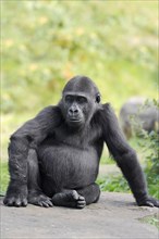 Western lowland gorilla (Gorilla gorilla gorilla), juvenile, captive, occurring in Africa