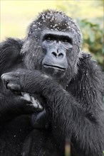 Western lowland gorilla (Gorilla gorilla gorilla), female, captive, occurring in Africa