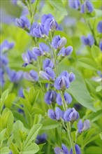 Blue wild indigo (Baptisia australis), flowers, dyer's plant, native to North America