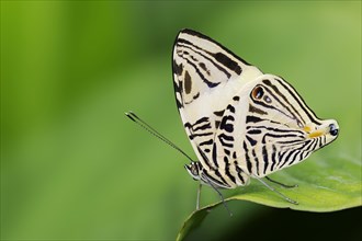 Zebra mosaic butterfly (Colobura dirce, Papilio dirce), captive, occurring in Central and South
