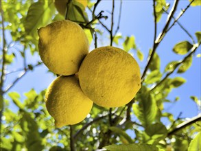 Three large lemons (Citrus limon) hanging on a lemon tree, Crete, Greece, Europe