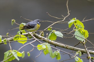 Grey wagtail (Motacilla cinerea), calling, Rhineland-Palatinate, Germany, Europe