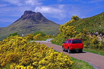 Car driving on a road framed by intensely flowering gorse, high barren mountains, spring, Ullapool,