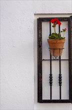 Flower pot with geranium on a white house wall, Vejer, Andalusia, Spain, Europe