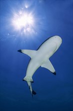 Backlit photograph of blacktip reef shark (Carcharhinus melanopterus) Blacktip reef shark swimming