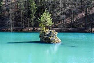 Tree on the rock in the lake (Berglsteinersee)
