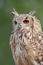 Bengal Eagle Owl (Bubo bengalensis, Bubo bubo bengalensis), captive, occurrence in Asia