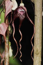 Aristolochia tricaudata or three-tailed pipevine (Aristolochia tricaudata), flower, native to