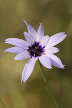 Cupid's dart (Catananche caerulea), flower, ornamental plant, North Rhine-Westphalia, Germany,