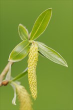 White willow (Salix alba), leaves and female flower, North Rhine-Westphalia, Germany, Europe