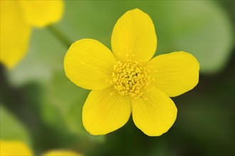 Marsh marigold (Caltha palustris), North Rhine-Westphalia, Germany, Europe