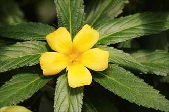 Large-leaved damiana (Turnera ulmifolia), flower, native to Central America