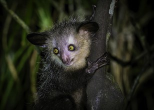 An aye-aye lemur with striking eyes clutches a tree trunk in the dense jungle, Madagascar, Africa