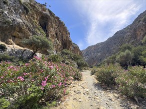 View of path hiking trail for trekking left bushes of oleander (Nerium oleander) rose laurel in