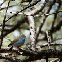 Blue Astrild, Limpopo, South Africa, Africa