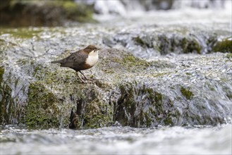 White-throated Dipper (Cinclus cinclus), at a torrent with prey in its beak, Rhineland-Palatinate,