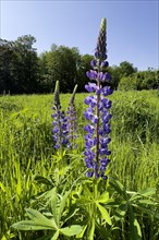 Wild Narrow-leaved lupin (Lupinus angustifolius) growing in the wild in a landscape conservation