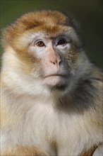 Barbary macaque (Macaca sylvanus), captive, portrait, occurring in Morocco, Algeria and Gibraltar