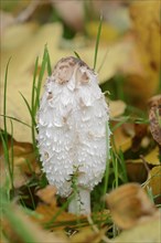 Shaggy ink cap (Coprinus comatus), North Rhine-Westphalia, Germany, Europe