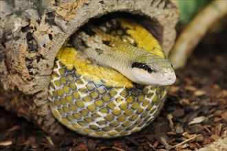 Taiwan beauty snake (Orthriophis taeniurus frisei, Elaphe taeniura frisei), captive, occurrence in