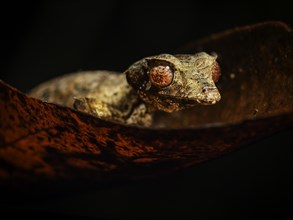 A gecko with striking red eyes on red foliage against a dark background, Madagascar, Africa