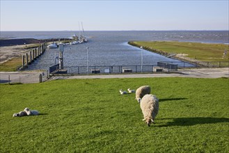 Sheep on the dyke and the harbour with the North Sea near Tetenbuell, North Friesland district,