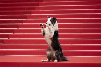 Cannes, France, 14 May 2024: Messi the dog during the opening of the 77th Cannes International Film